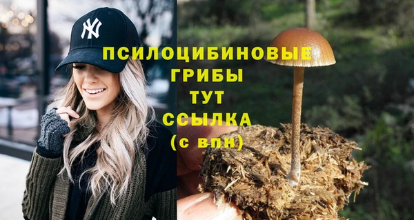 прущие грибы Гусиноозёрск